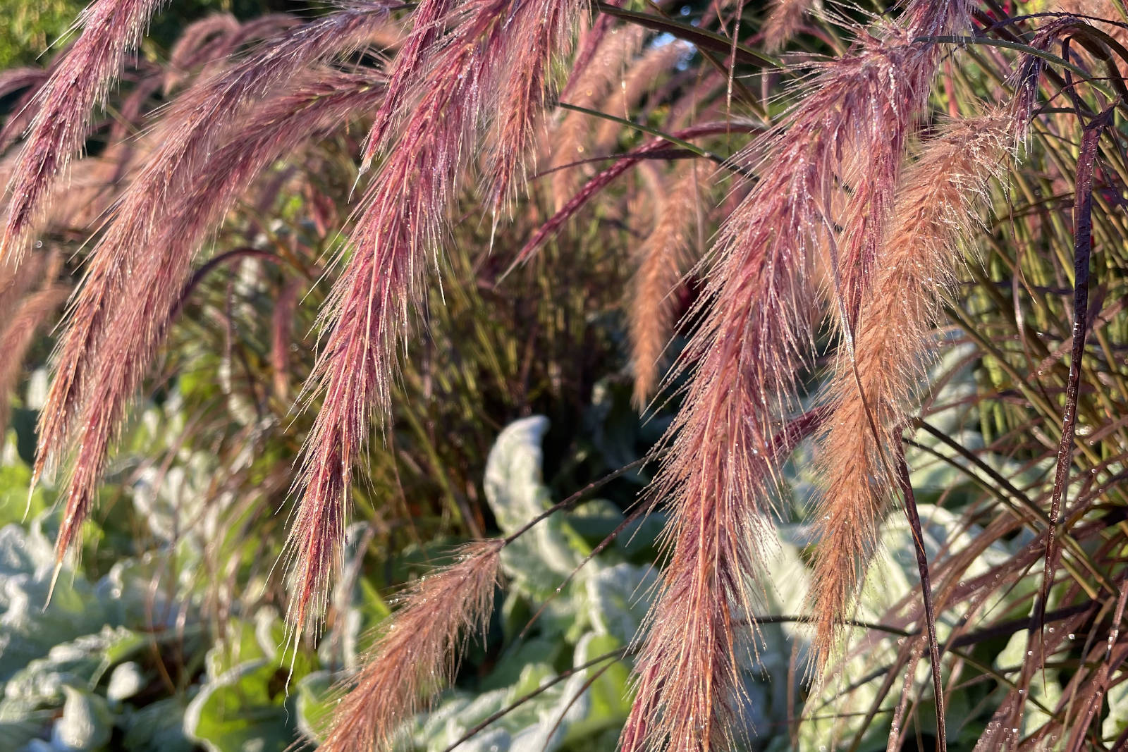 Bild på ett taktilt gräs.