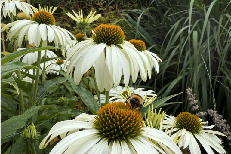 Echinacea_HCA