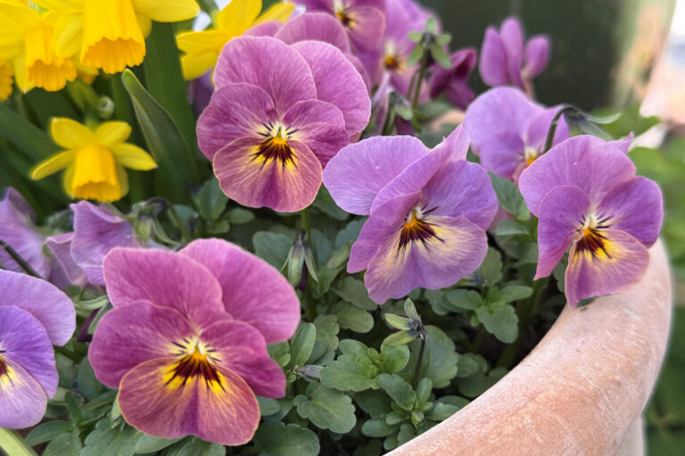 Blomsterprogram_Eslov_godispase