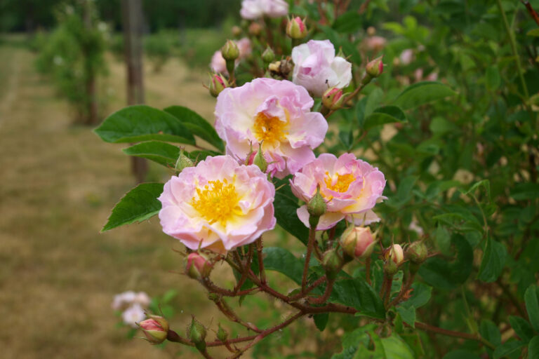 10-årsjubileum med nytt namn